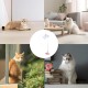 Teaser Wand Cat Toy with Suction Cup & Feather – Pink Teaser Wand Cat Toy with Suction Cup & Feather – Pink
